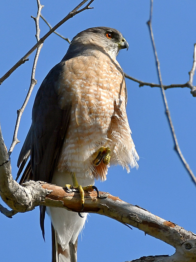 Hawk5.jpg