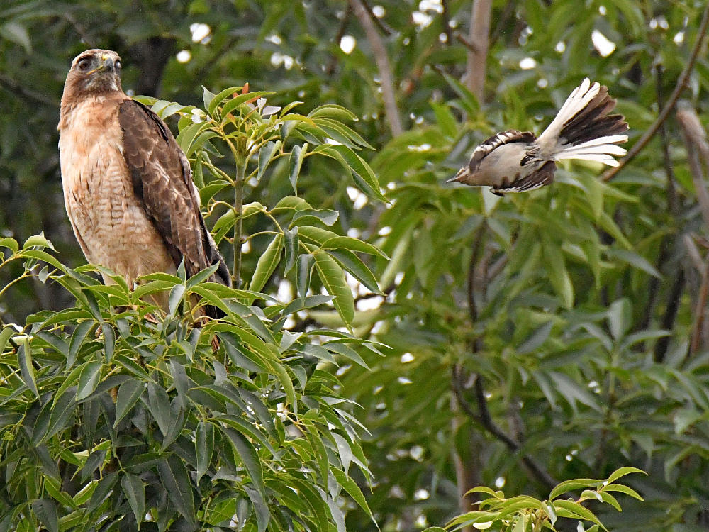 Hawk5.jpg