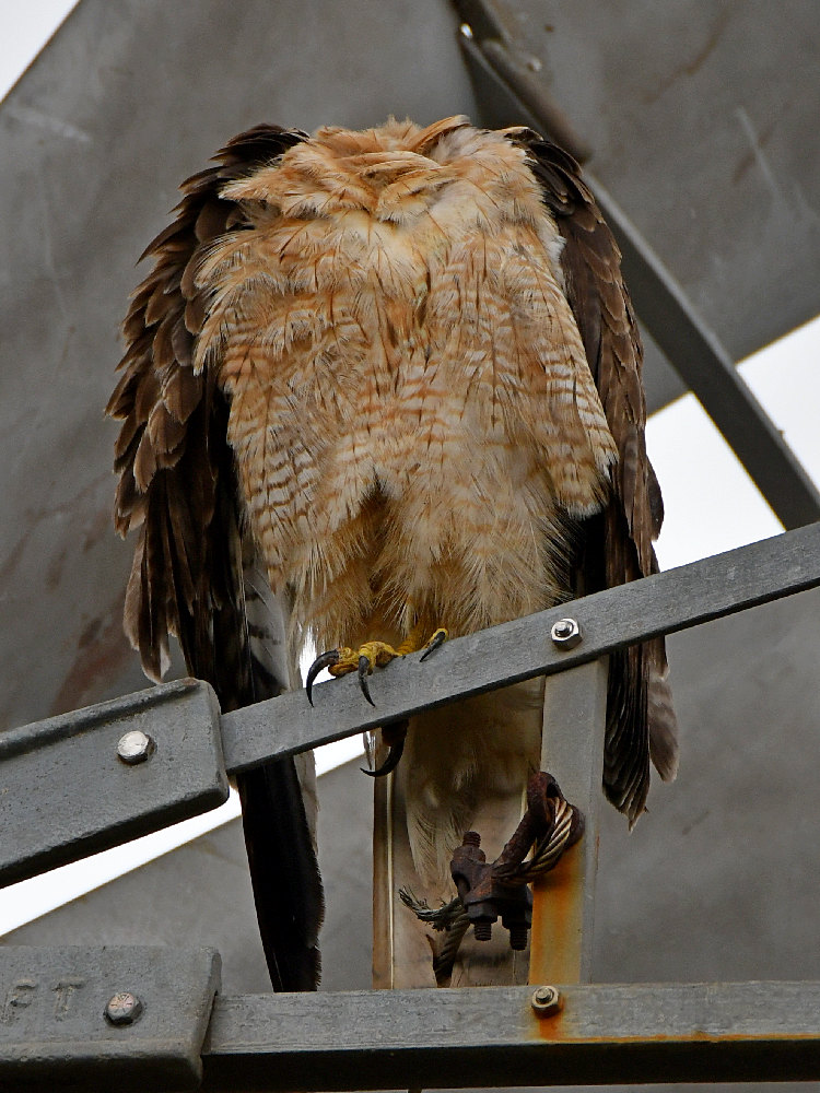 Hawk5.jpg