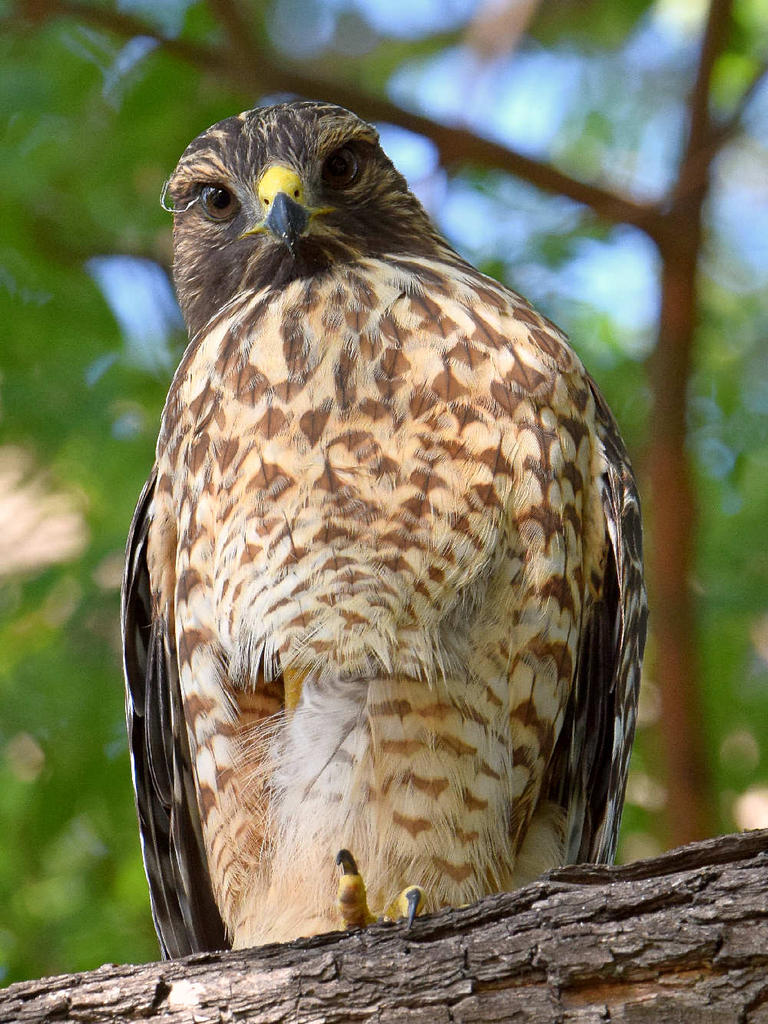 Hawk5.jpg