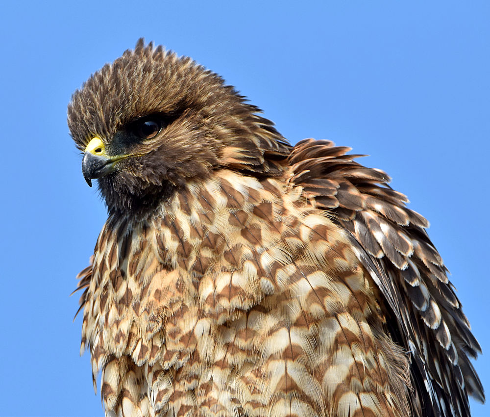 Hawk5.jpg