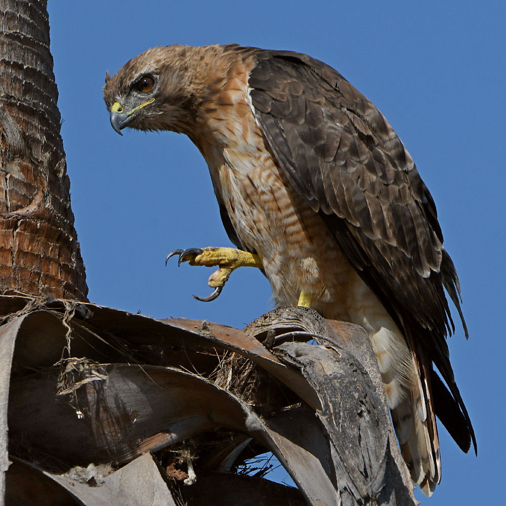 Hawk5.jpg