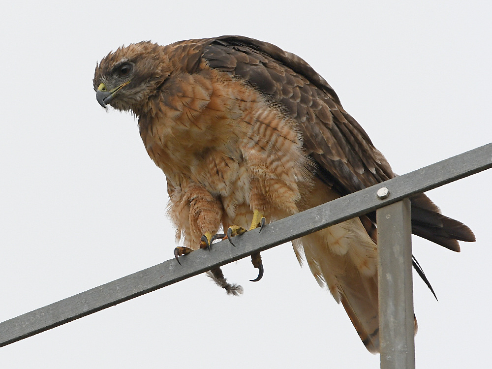 Hawk5.jpg