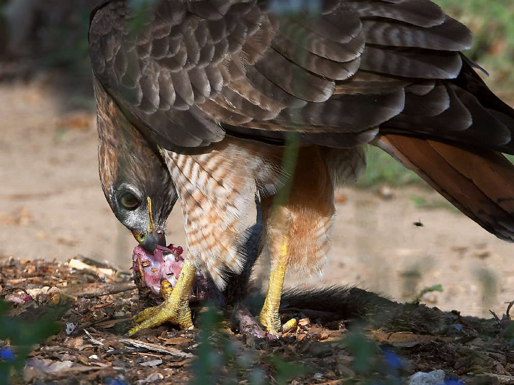 Hawk5.jpg