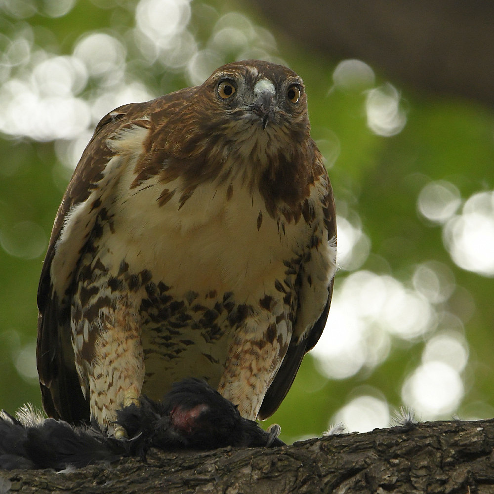 Hawk5.jpg
