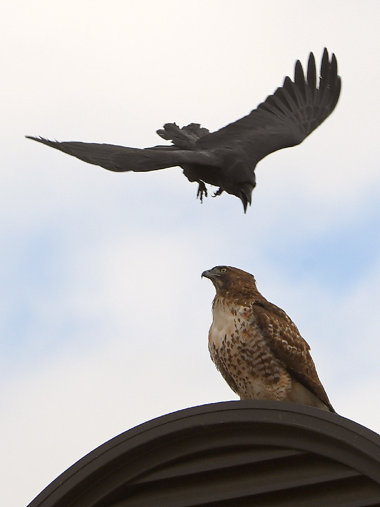 Hawk5.jpg