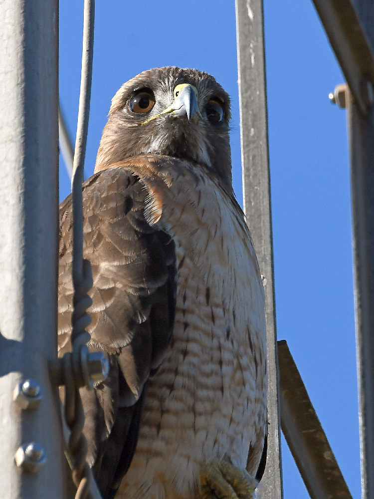 Hawk5.jpg
