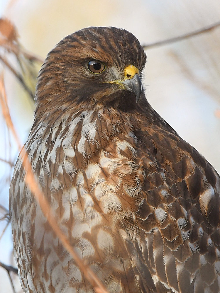 Hawk5.jpg