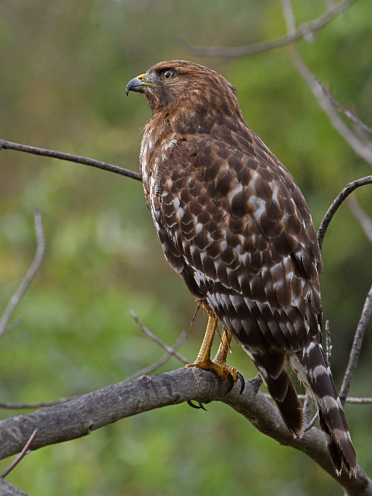 Hawk5.jpg