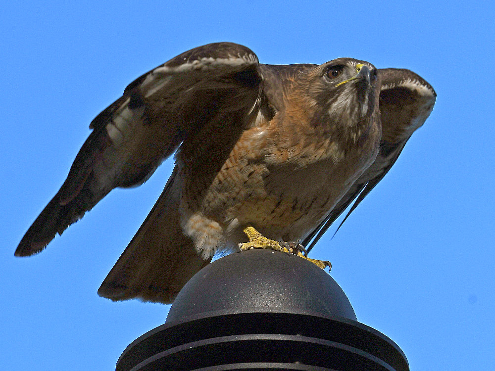 Hawk5.jpg