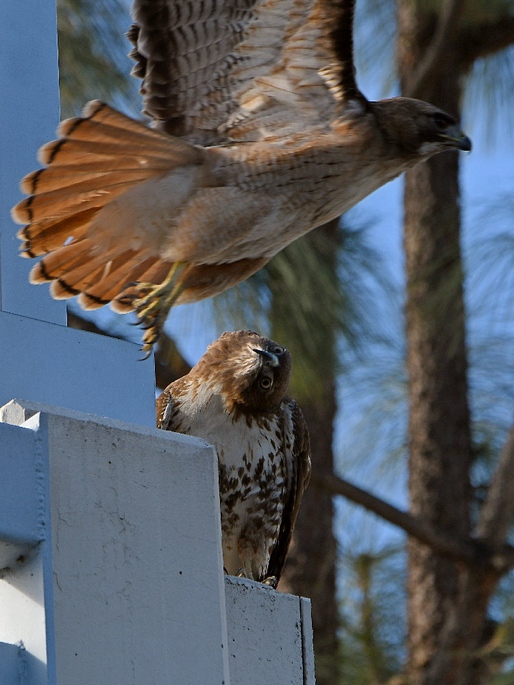 Hawk5.jpg
