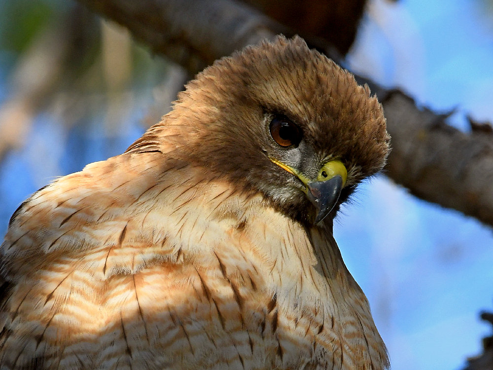 Hawk5.jpg