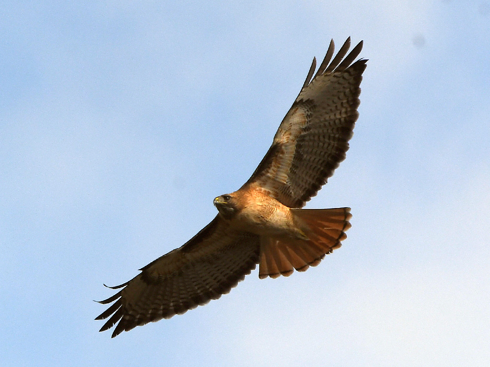 Hawk5.jpg