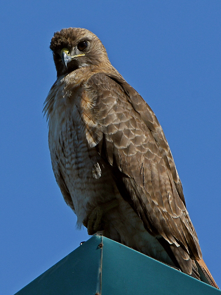 Hawk5.jpg