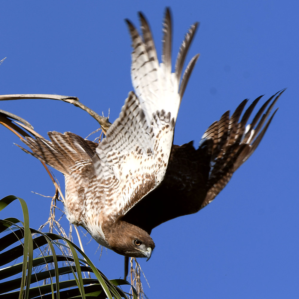 Hawk5.jpg