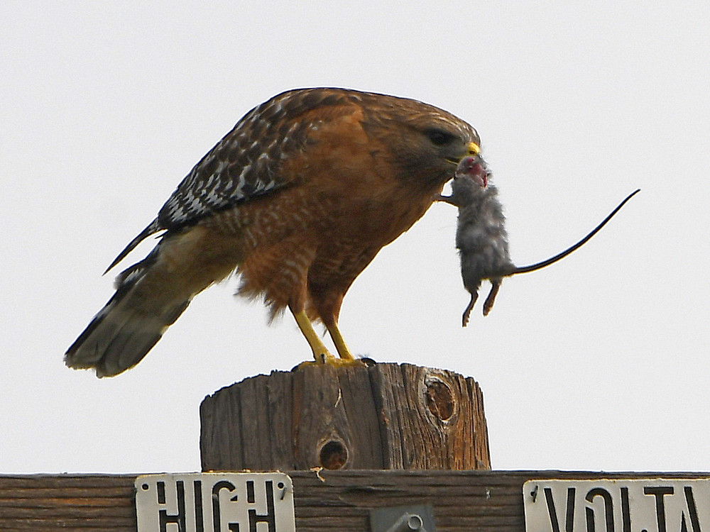 Hawk5.jpg