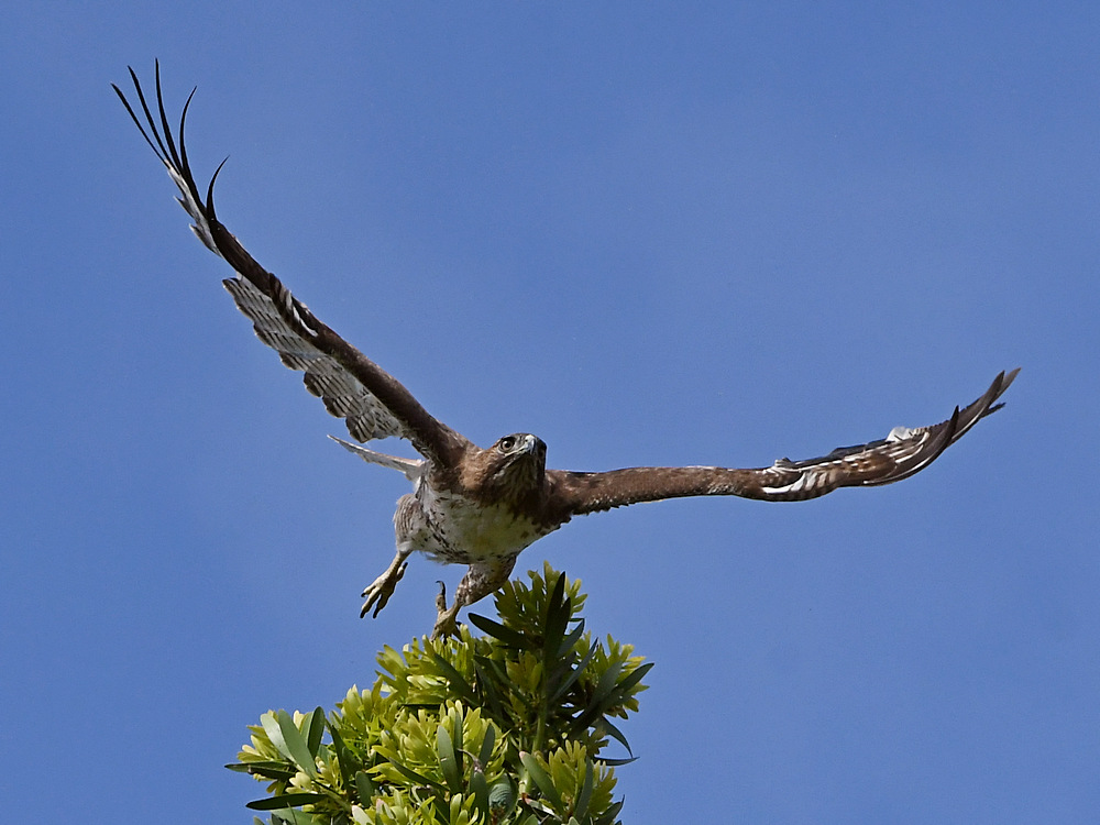 Hawk5.jpg