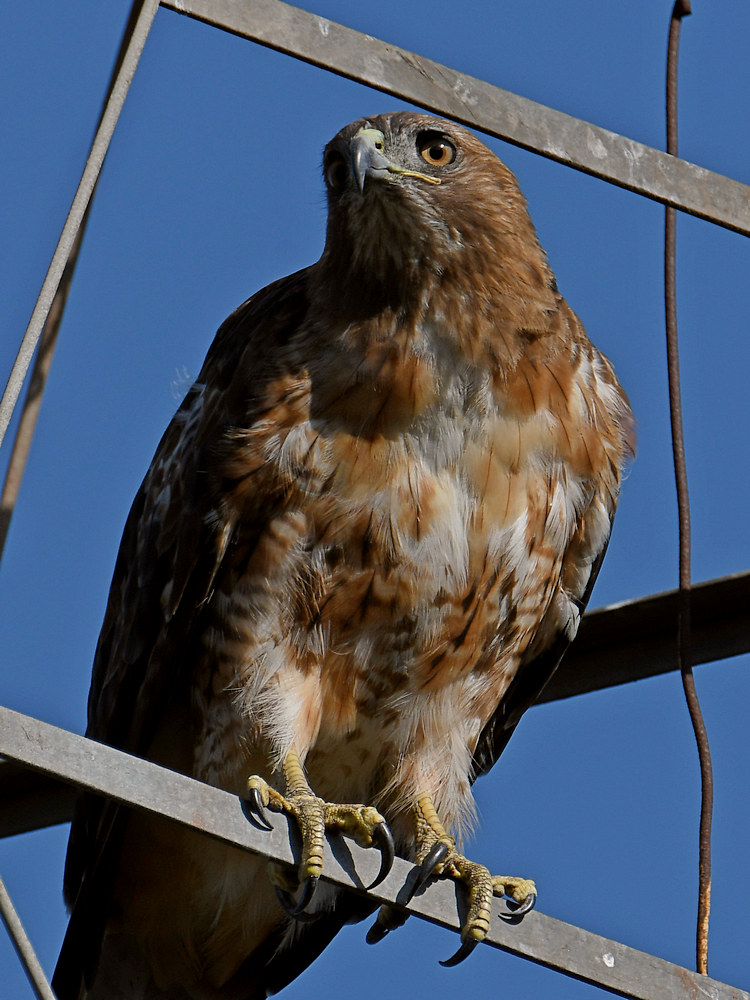 Hawk5.jpg