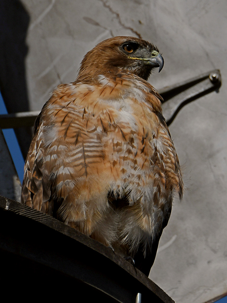 Hawk5.jpg