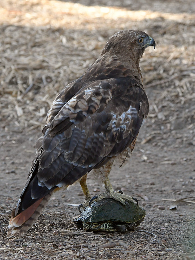 Hawk5.jpg