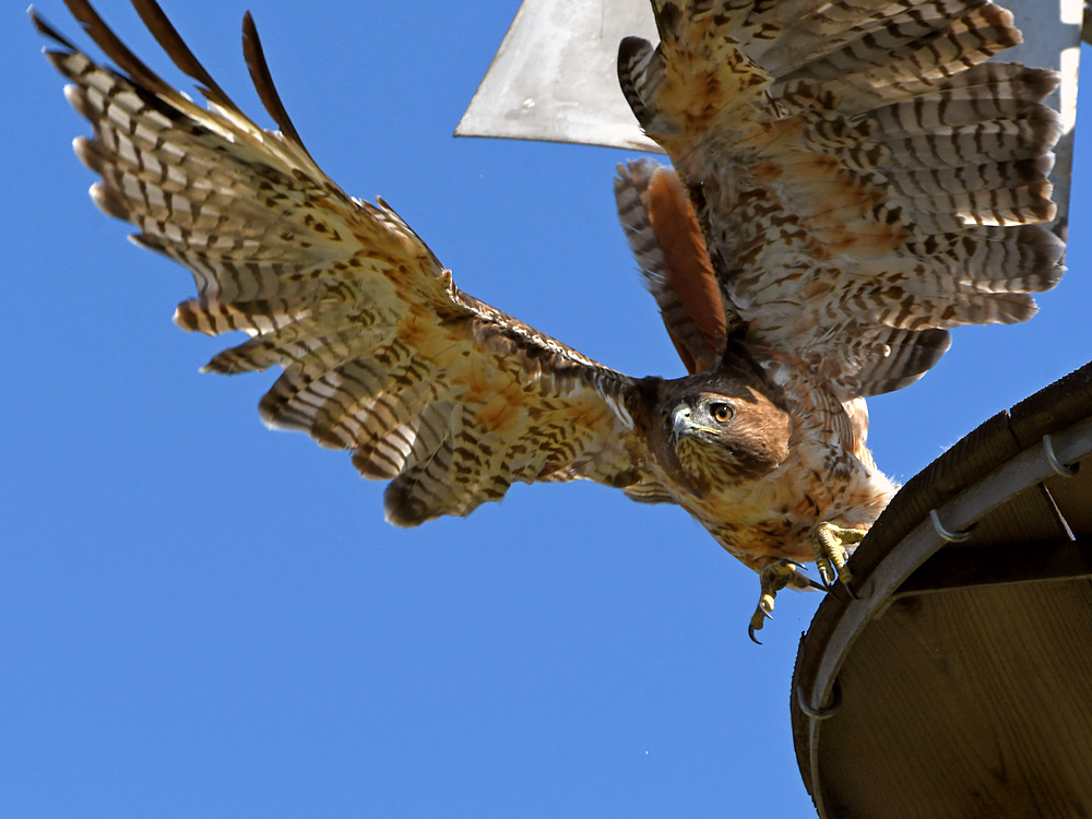 Hawk5.jpg
