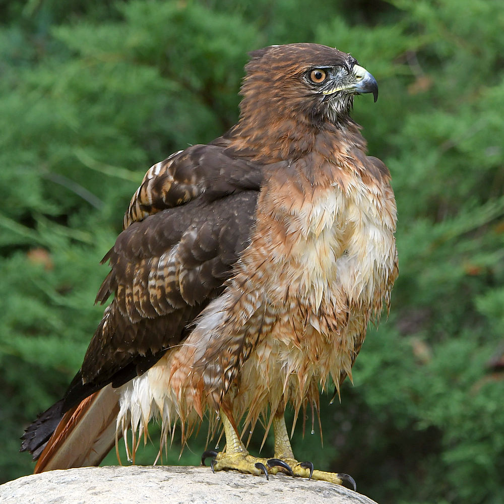 Hawk5.jpg