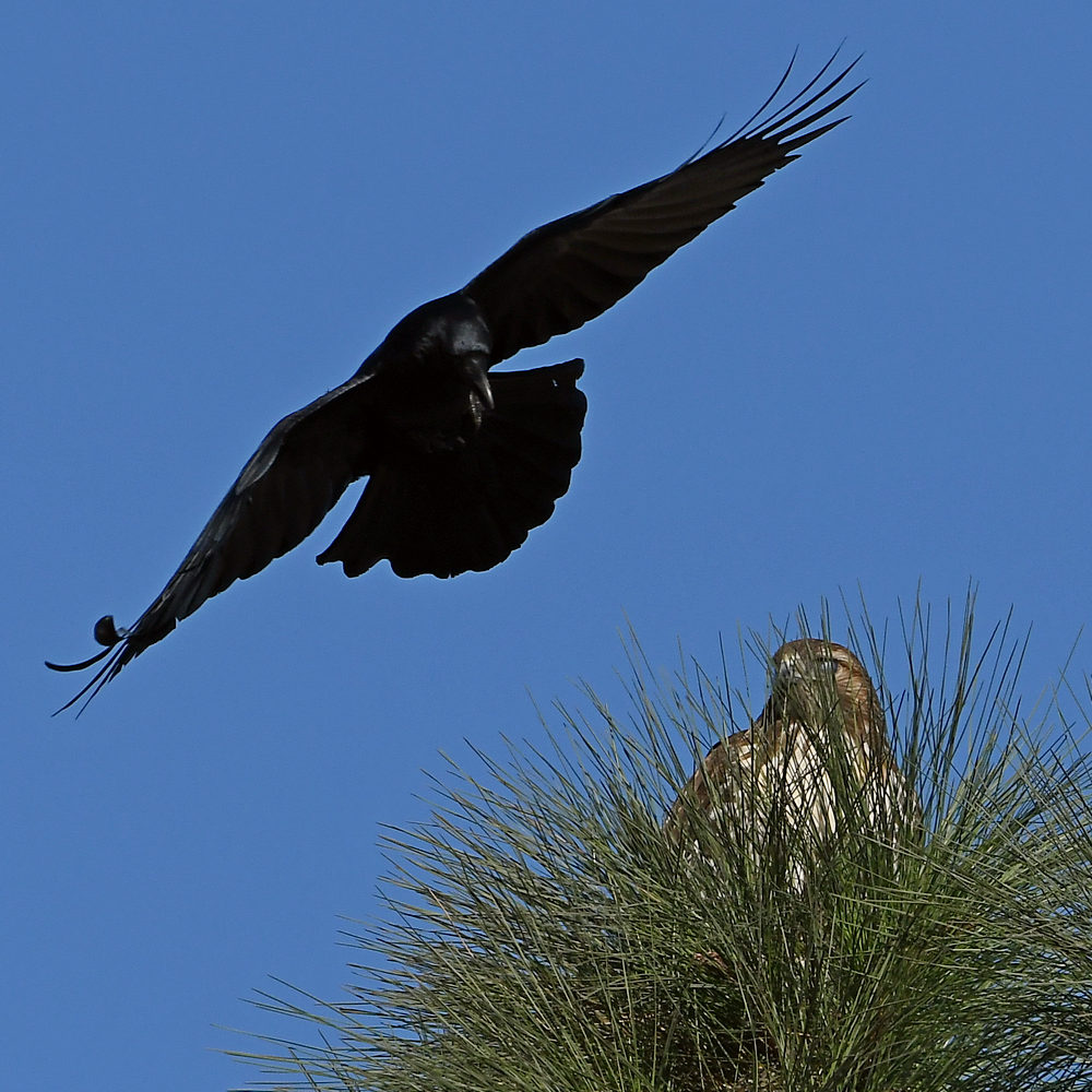 Hawk5.jpg