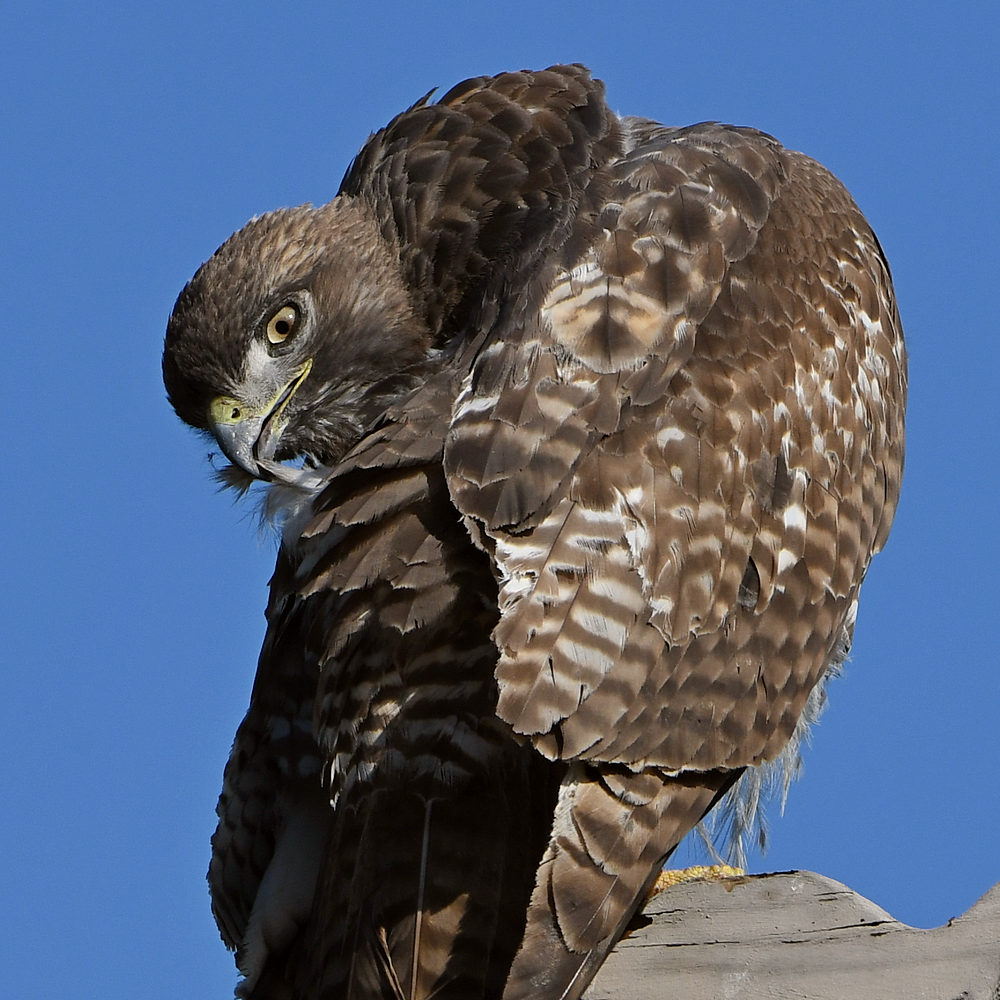 Hawk5.jpg