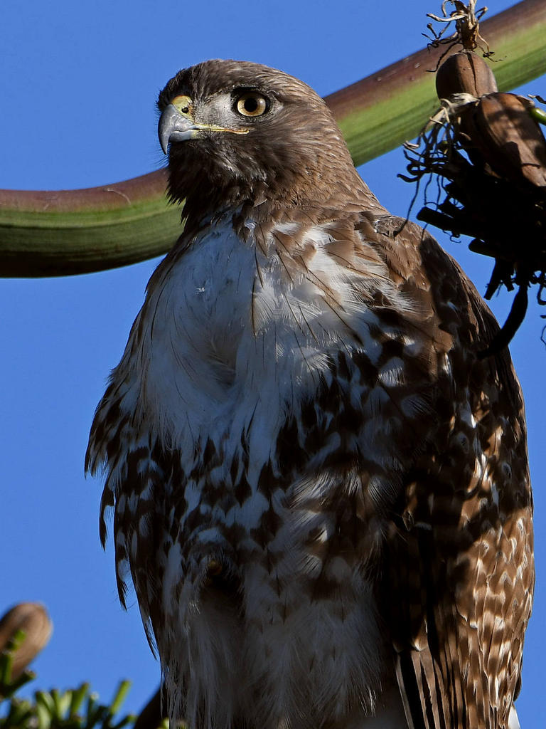 Hawk5.jpg