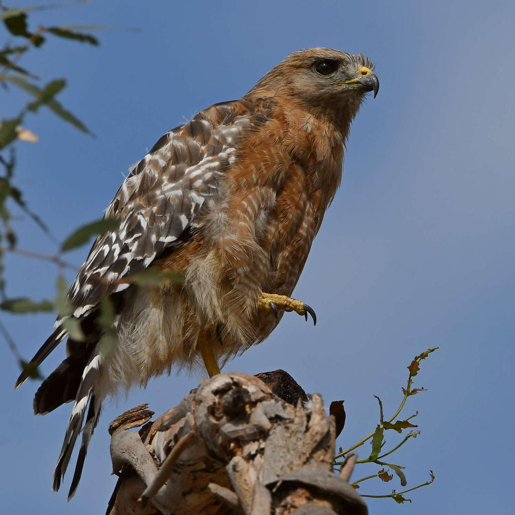 Hawk5.jpg