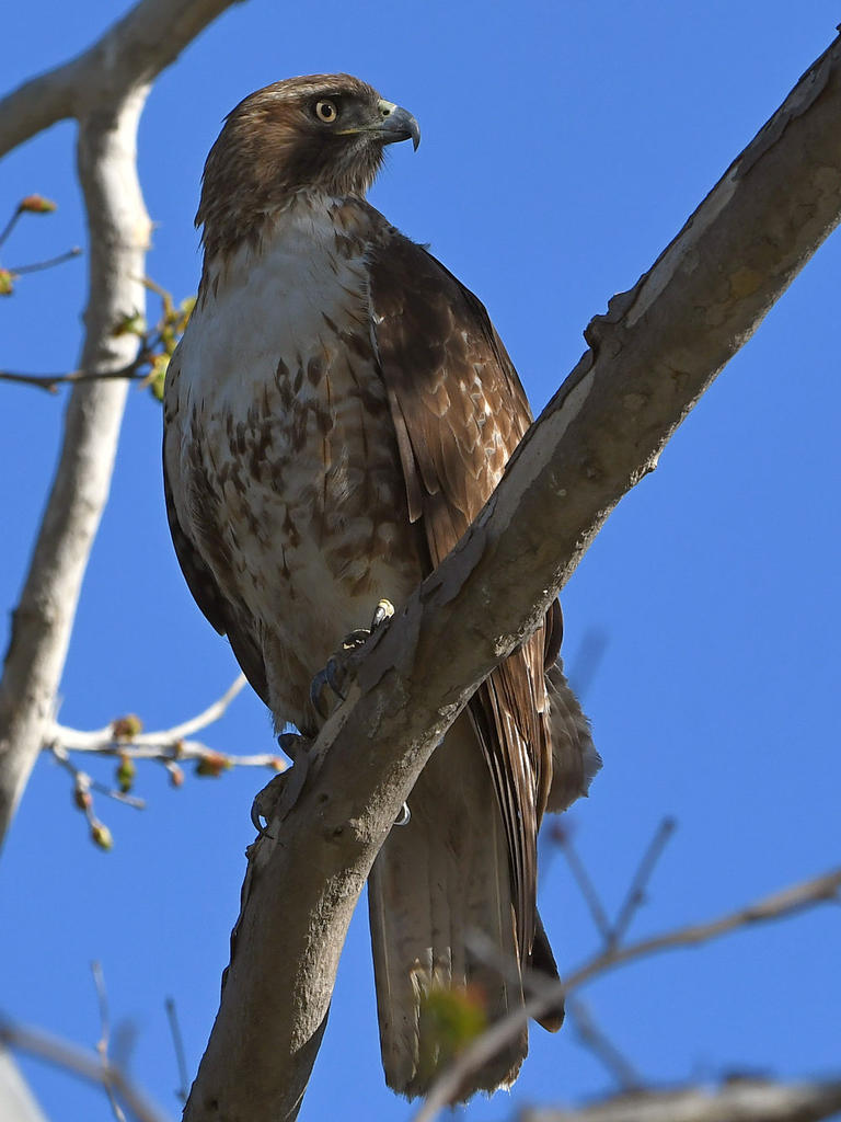 Hawk5.jpg