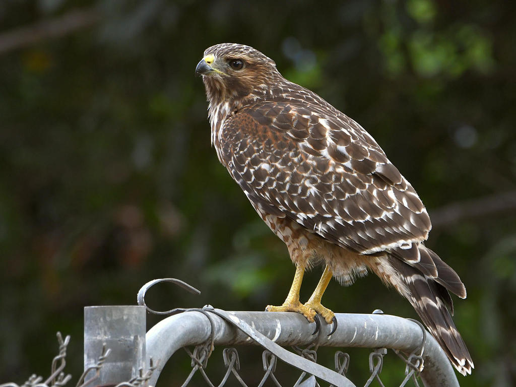 Hawk5.jpg