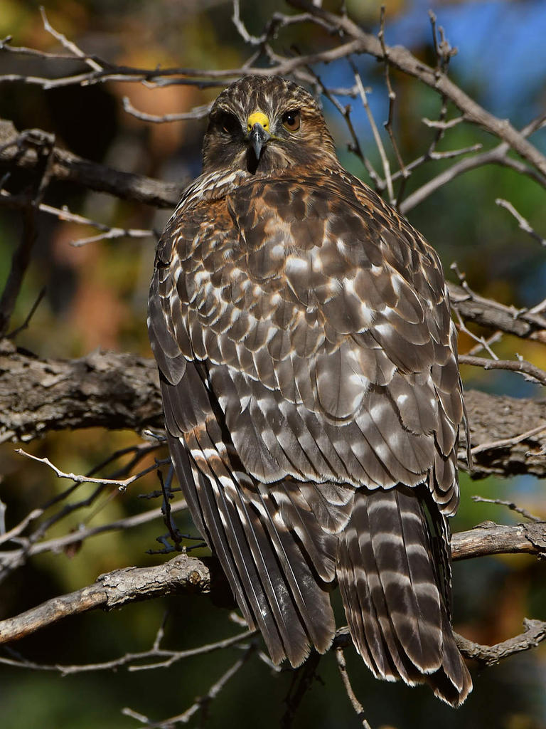 Hawk5.jpg