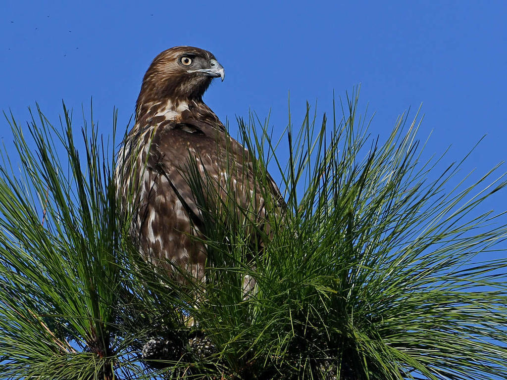 Hawk5.jpg