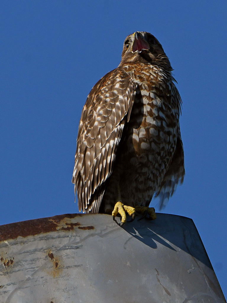 Hawk5.jpg