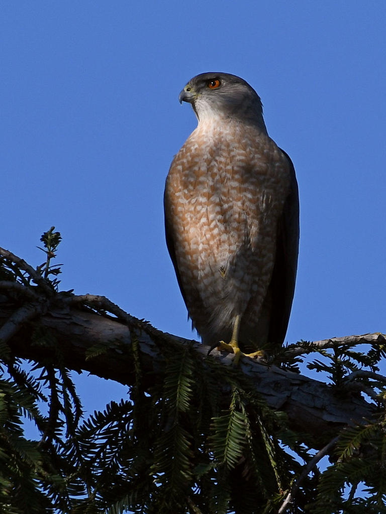 Hawk5.jpg
