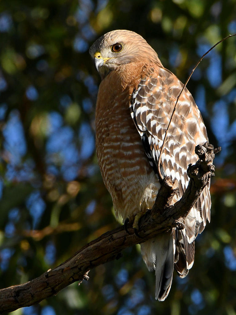 Hawk5.jpg
