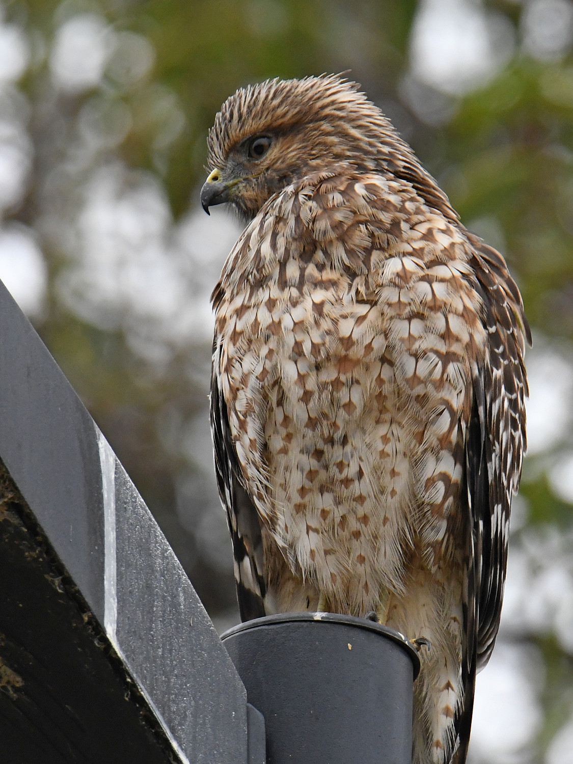 Hawk5.jpg