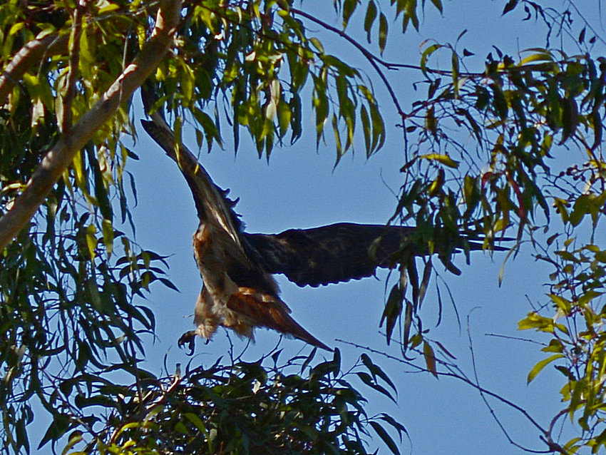 Hawk5.jpg