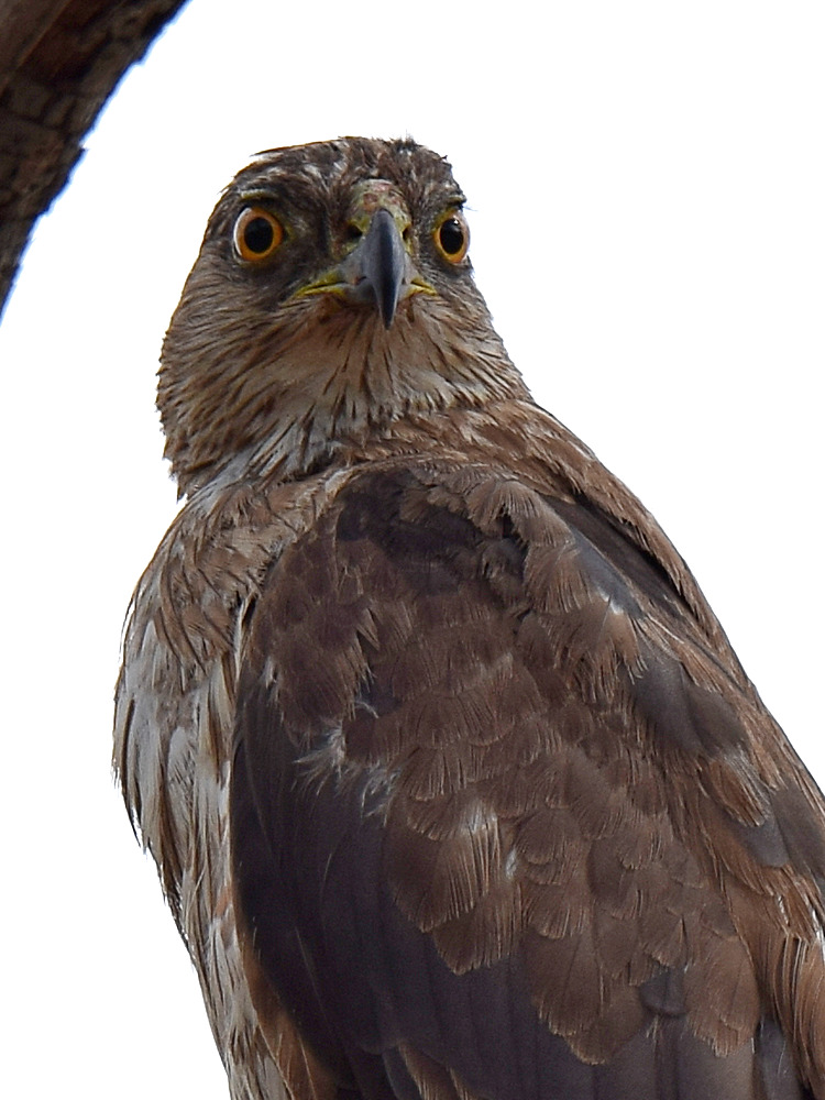 Hawk6.jpg