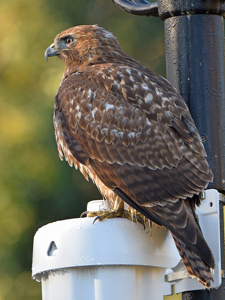 Hawk6.jpg