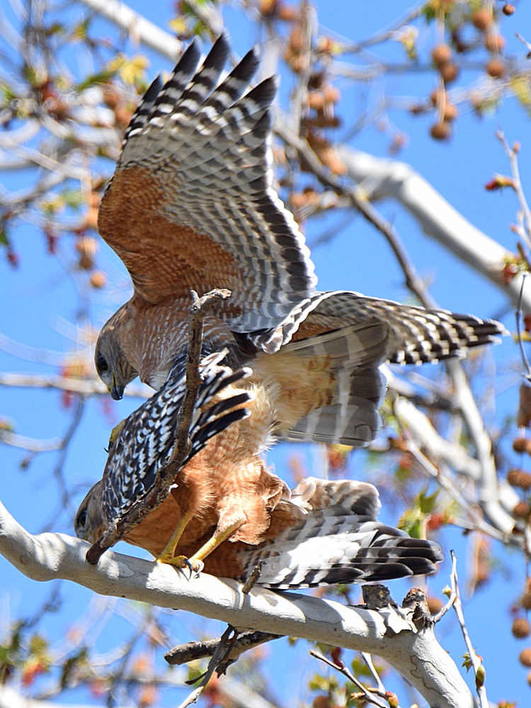 Hawk6.jpg