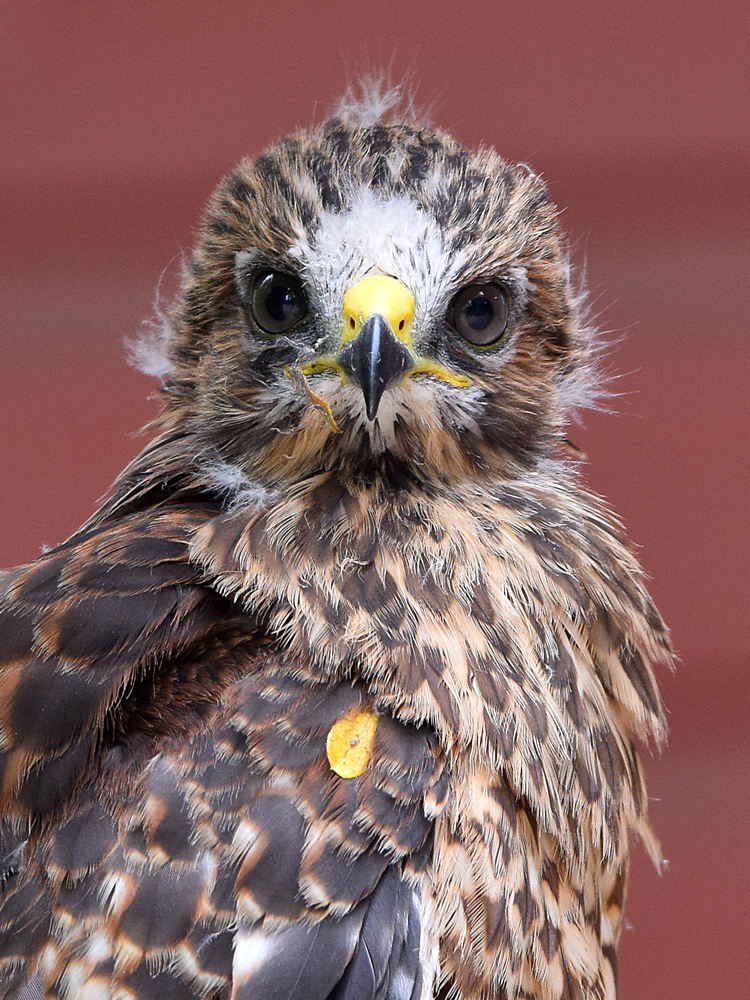 Hawk6.jpg
