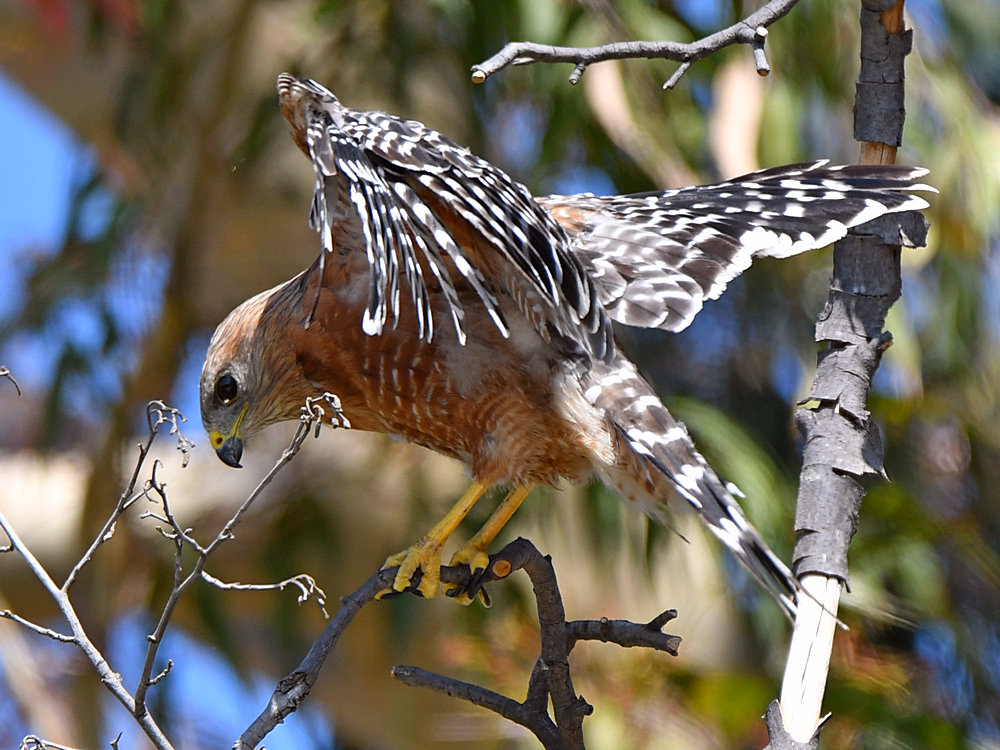 Hawk6.jpg
