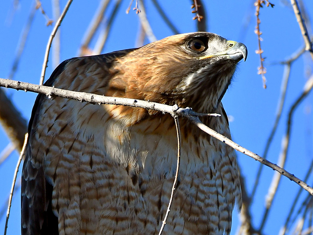 Hawk6.jpg