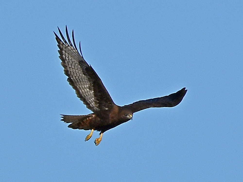 Hawk6.jpg