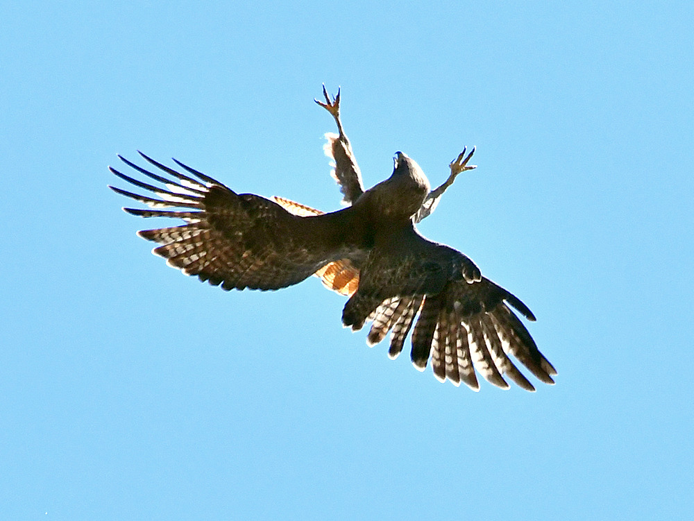 Hawk6.jpg