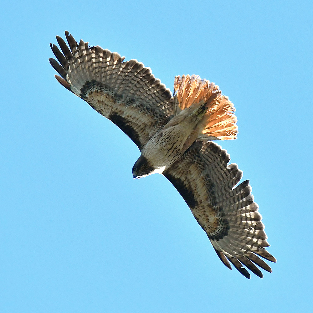 Hawk6.jpg