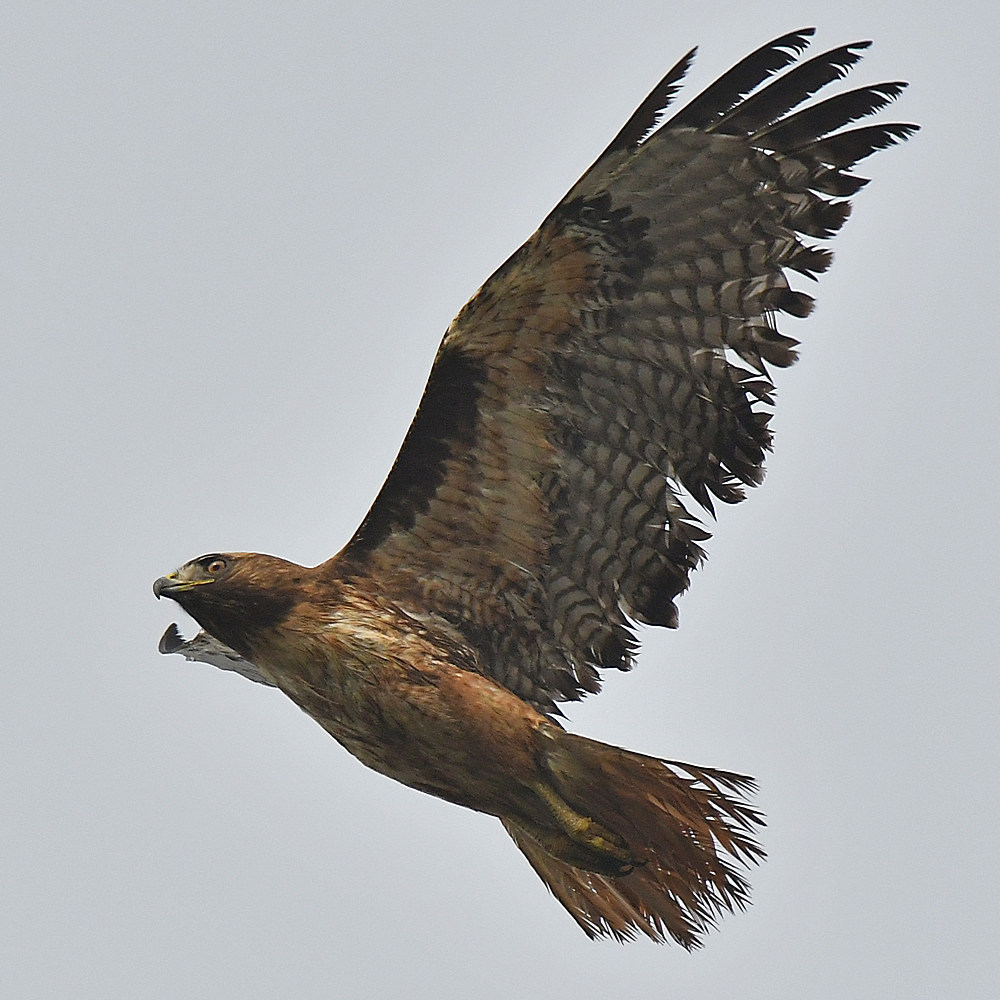 Hawk6.jpg