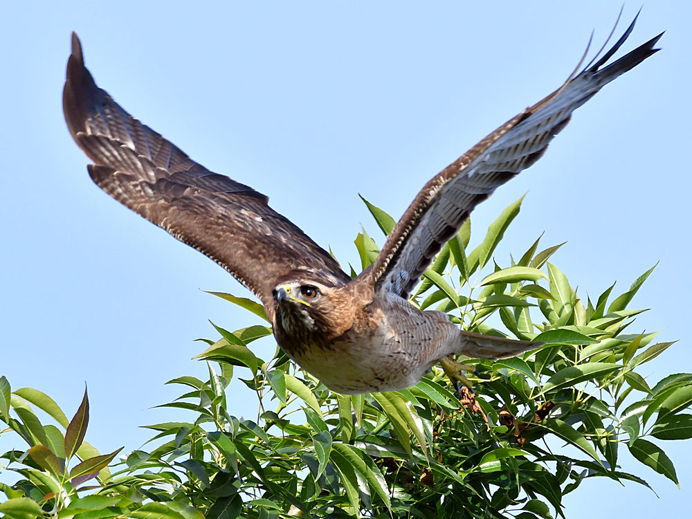 Hawk6.jpg